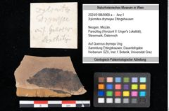Foto (Objekt + Etikett) von Xylomites drymejae Ettingshausen (NHMW-GEO-2024-0188-0068a)